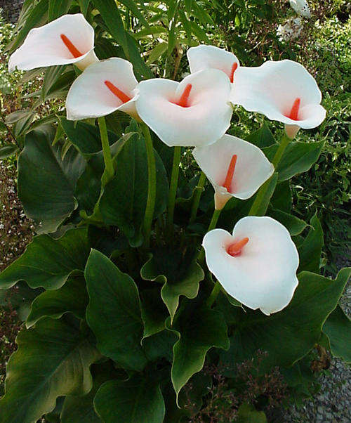 Zantedeschia Aethopica - Indigenous Bulb Seeds - Worldwide Shipping - 10 Seeds - Arum Lily