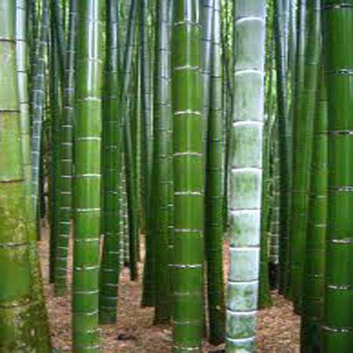 Moso Bamboo - Phyllostachys Pubescens - Edible shoots - 10 Seeds - Fast Growing