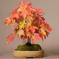 Premium Bonsai Package - 16 Species