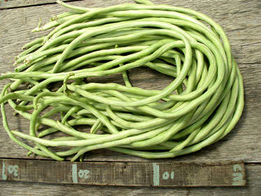 Thai Yard Long Beans - Vigna Sesquipedalis - Exotic Vegetable - 5 Seeds