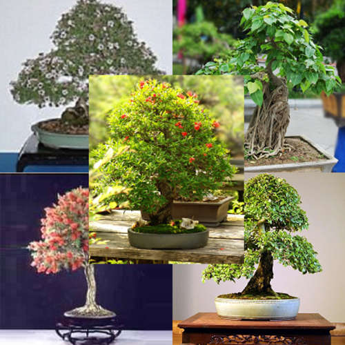 Mini Bonsai Pack "A" - 5 Varieties - 45 Seeds - Bottle Brush, Pomegranate, Tea Tree, Elm, Ficus