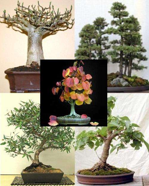 Mini Bonsai Pack "B" - 5 Varieties - 30 Seeds - Spruce, Baobab, Katsura, Sugar Gum, Mulberry Seeds