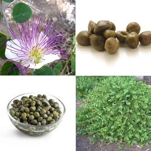 *** NEW *** Caper Bush, Caper Berry - Capparis Spinosa - 5 Fresh Seeds