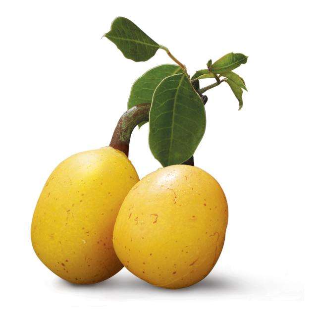 *** NEW *** Marula / Maroela Tree - Sclerocarya Birrea ssp Caffra - 5 Seeds - Indigenous Fruit Tree