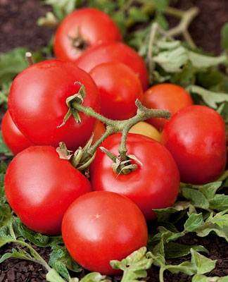 Red Kaki Tomato - Lycopersicon Esculentum - Vegetable - 50 Seeds
