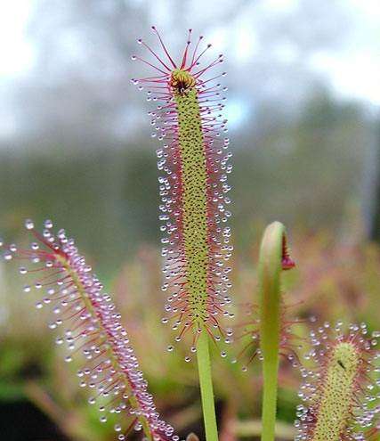 Drosera Capensis Narrow Leaf - Sundew - South African Carnivorous - 10 Seeds