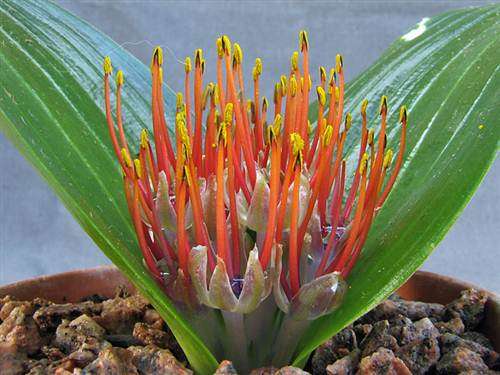 Massonia / Daubenya Zeyheri - RARE - Indigenous South African Bulb - 5 Seeds