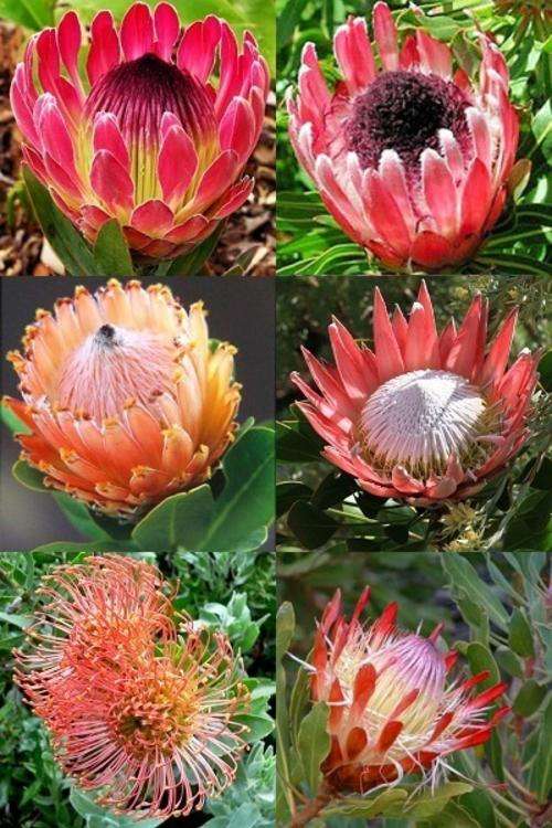 South African Protea Collection - 6 Protea Varieties - 30 Seeds - Indigenous Shrub Package Deal
