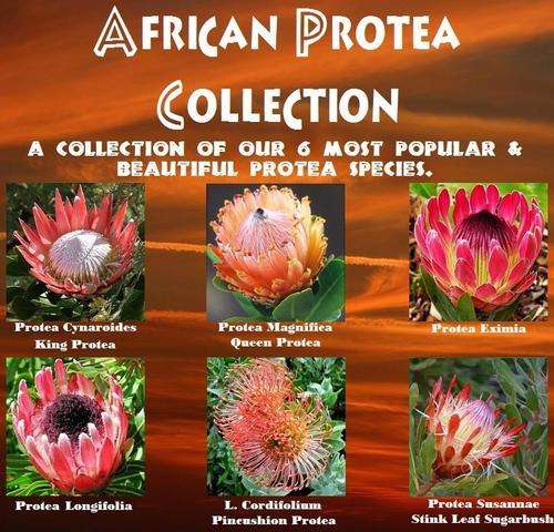 South African Protea Collection - 6 Protea Varieties