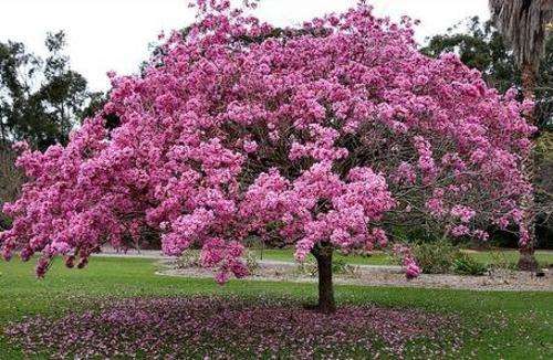 Tabebuia Impetiginosa - Purple Trumpet Tree - Exotic Flowering Tree - 5 Seeds