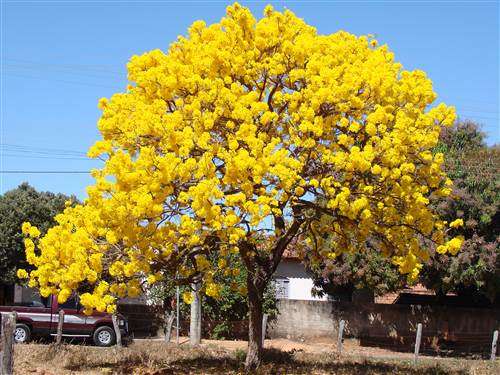 Tabebuia Aurea - Silver Trumpet Tree - Exotic Flowering Tree - 5 Seeds