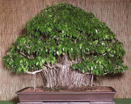 Ficus Benjamina - Weeping Fig - Bonsai - 10 Seeds