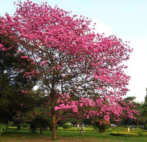 Tabebuia Rosea - Pink Trumpet Tree - Exotic Flowering Tree - 5 Seeds
