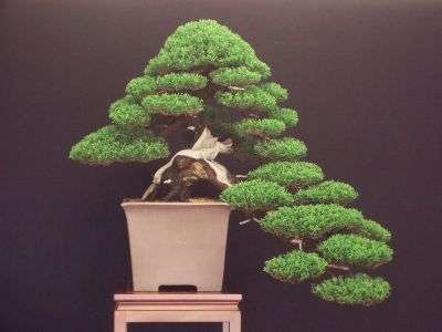 Italian Cypress - Pencil Pine - Cupressus Sempervirens - Bonsai Tree - 5 Seed - Lovely Bonsai