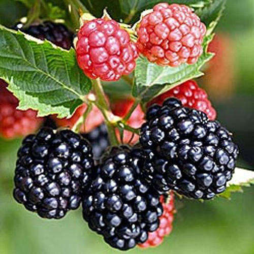 Triple Crown Thornless Blackberry - Rubus ssp - 5 Seeds - Fruit Shrub - UBER Rare