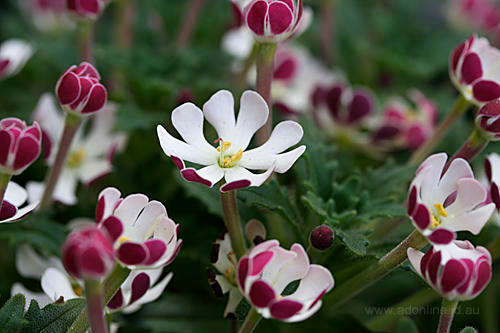Zaluzianskya Ovata - Night Phlox - Indigenous Shrub - 10 Seeds