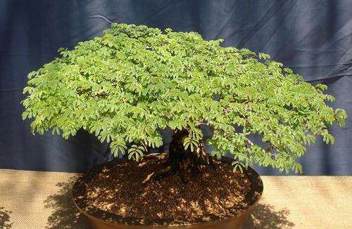Acacia Burkei  - Black Monkey Thorn - Indigenous Tree - 10 Seeds