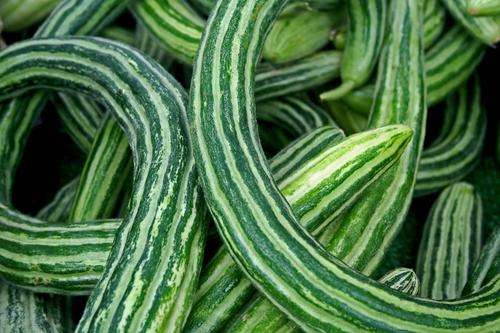 Armenian Cucumber - Cucumis Melo var Flexuosus - 10 Seeds - Rare, unique and great taste