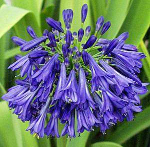 Agapanthus Praecox Dwarf Blue - Indigenous - South African Bulb - 10 Seeds
