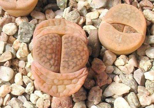 Lithops Hookeri Elephina - Indigenous - South African Succulent - 10 Seeds