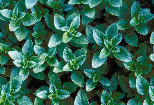 Greek Oregano - Origanum vulgare hirtum¿¿ - Herb - 200 Seeds