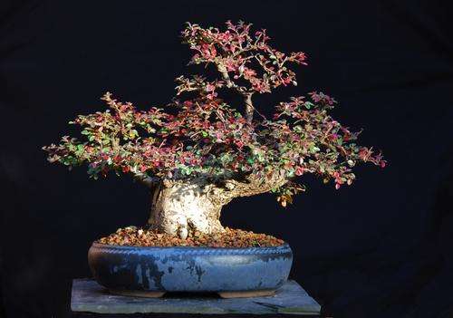 Rockspray CotonEaster - Cotoneaster Horizontalis - 10 Seed Pack