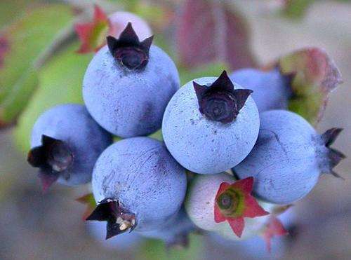 Lowbush Blueberry - Vaccinium Angustifolium - 10 Seeds - Fruit Shrub - Edible Fruit