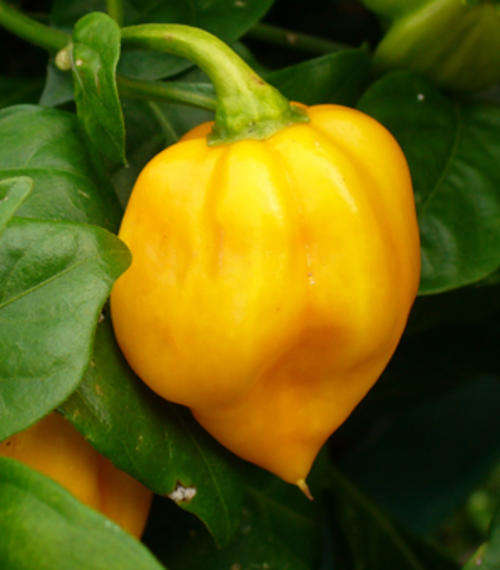 Yellow Scotch Bonnet - Chilli Pepper - Scotty Bons - Extremely Hot Pepper - 5 Seed Pack