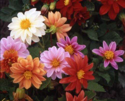 Dahlia Early Bird - Annual - Dahlia Hortensis - Beautiful Flowers - 50 Seeds