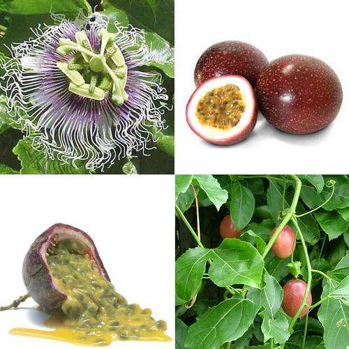 *** NEW *** Panama Red Passion Fruit / Granadilla - Passiflora Edulis - 5 Seeds - Exotic Fruit