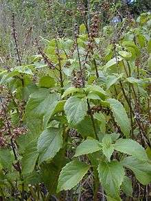 Wild Clove Basil - Ocimum Gratissimum - 25 Seed Pack - Herb - Free Seeds with Every Order