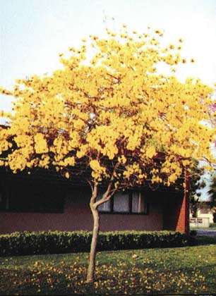 Tabebuia Chrysotricha - Golden Trumpet Tree - Brazilian Evergreen Tree - 10 Seeds