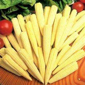 Sweetcorn Minipop - Vegetable - 10 Seeds