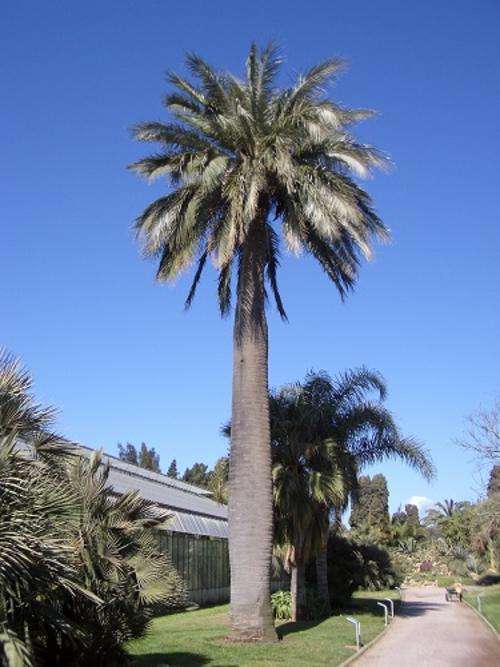 Jubaea Chilensis - Chilean Wine Palm - Exotic Palm - 5 Seeds