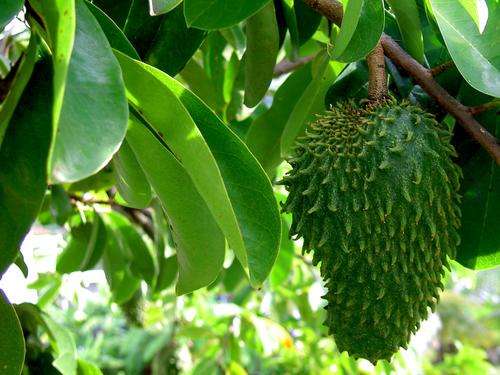 Annona Muricata - Custard Apple / Soursop - Exotic Edible Fruit - 5 Seeds