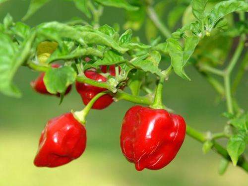 Red Savina Â¿ Habanero - Capsicum Chinense Jacquin - Extra Hot Chilli Pepper - 5 Seeds