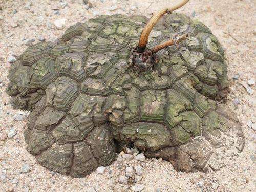 Dioscorea sylvatica - Indigenous - 10 Seeds - Succulents - FREE E-Books