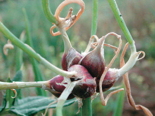 Egyptian Walking Onion - Allium cepa var. proliferum - Rare - 20 Seeds