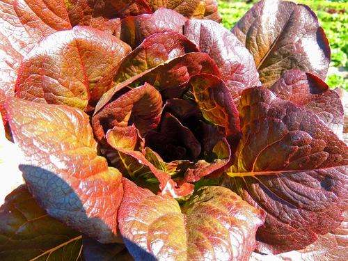 Cimmeron Romaine Lettuce - Lactuca Sativa - Red Cos Lettuce - 25 Seeds