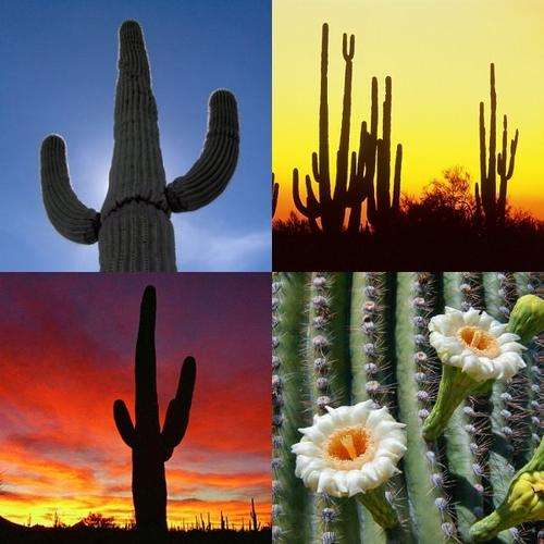 *** Worlds Biggest Cactus *** Saguaro - Carnegia Gigantea - 10 Seed Pack - Massive & Edible Fruit