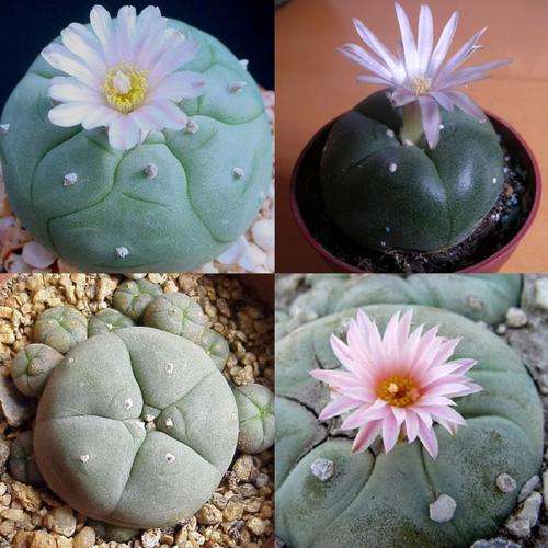 *** NEW *** RAREST ***  Peyote Cactus - Lophophora Williamsii - 5 Seeds - Cacti / Succulents