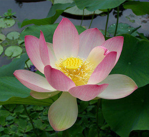 Light Pink Sacred Lotus - Nelumbo Nucifera - Aquatic Plant - 5 Seeds