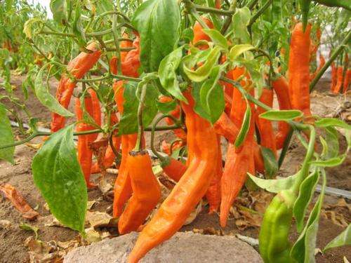 Aji Amarillo Pepper - Capsicum Baccatum - Peruvian Chilli Pepper - 5 Seeds