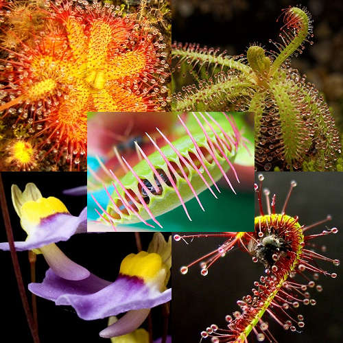 *** NEW *** Carnivore Carnivorous Pack - 5 Species - 45 Seeds - Venus Flytrap, Sundews, Bladderworts