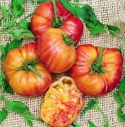 Old German Tomato - Lycopersicon Esculentum - Organic Heirloom Vegetable - 5 Seeds