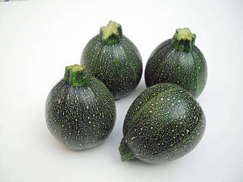 Round Zucchini - Cucurbita Pepo - Unique Vegetable - 5 Seeds