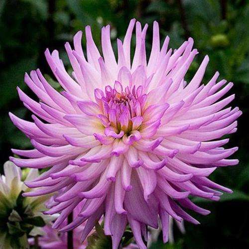 Dahlia Flower Bulbs - Cactus - Lilac Veil - 1 Bulb (Not Seeds)