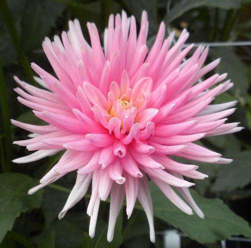 Dahlia Flower Bulbs - Cactus - Pink - 2 Bulbs (Not Seeds)