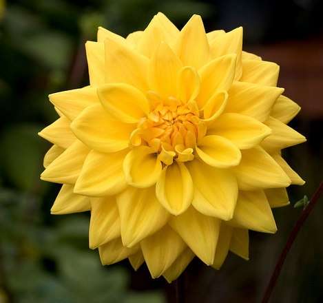 Dahlia Flower Bulbs - Decorative - Golden Emblem - 1 Bulb (Not Seeds)