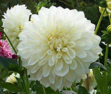 Dahlia Flower Bulbs - Dinner Plate - White Perfection - 1 Bulb (Not Seeds)